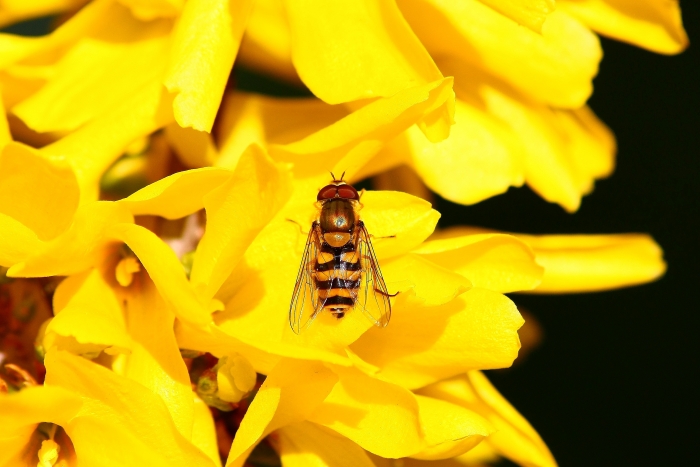 Syrphus ribesii?